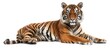 © art - Majestic Tiger Lying Down in Studio