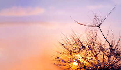 Aufkleber - sunset. dandelion seeds in water drops close-up on a sunset background. selective focus