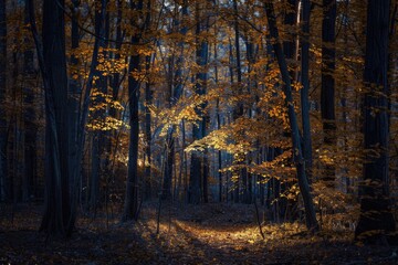 Wall Mural - Woodland pathway covered with yellow fallen leaves, great for nature or outdoor themed designs