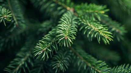 A close up of a green tree branch with many leaves