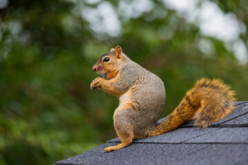 Canvas Print - The fox squirrel (Sciurus niger), also known as the eastern fox squirrel or Bryant's fox squirrel 