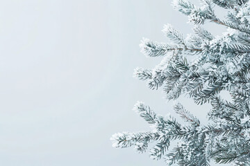 Wall Mural - A snow covered pine tree with its branches reaching out in a circle.