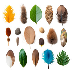 Collection of colorful feathers and leaves isolated on a white background, showcasing diversity in nature's textures.