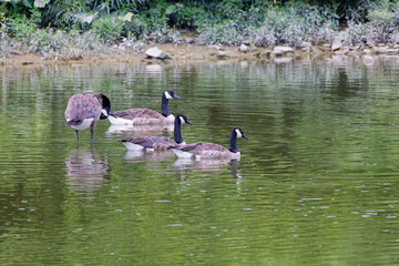 Sticker - Small flock of Canada goose (Branta canadensis) on the river