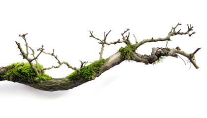 Dry tree branch with moss isolated on white