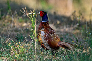 Sticker - Fasan, Jagdfasan - Männchen // Common pheasant - male (Phasianus colchicus)