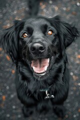 Canvas Print - A black dog with a black collar is smiling and looking at the camera