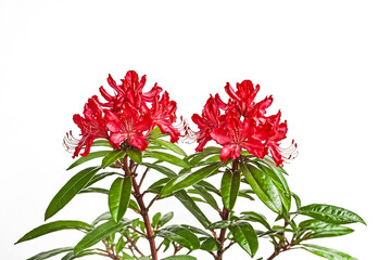 Poster - Red Rhododendron Flower Bush Isolated on White Background