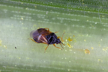 Wall Mural - Minute pirate bugs or called flower bugs (Anthocoridae) from genus Orius. A natural enemy of plant pests such as aphids and thrips used in the method of biological crop protection.