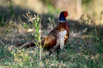 Wall Mural - Common pheasant - male // Fasan, Jagdfasan - Männchen (Phasianus colchicus)