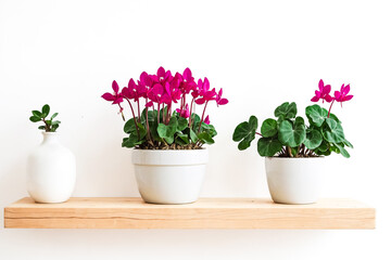 Sticker - Three potted plants on a wooden shelf against a white wall