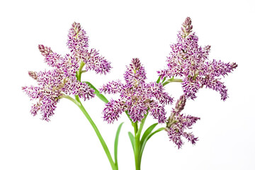 Wall Mural - Purple Flowers on White Background