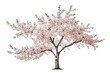© Rysak - Pink Cherry Blossom Tree Isolated on White Background