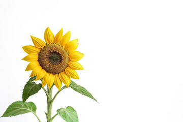 Wall Mural - Single Sunflower on White Background