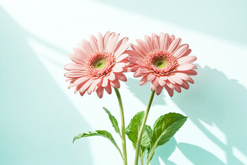 Poster - Two Pink Gerber Daisies on a Blue Background