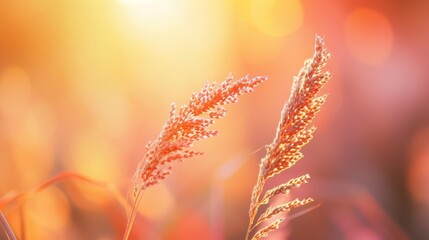 Canvas Print - Close-up shot of an autumn grass flower with a soft focus