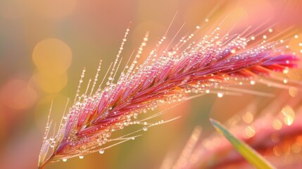 Poster - Close-up shot of a colorful grass flower covered in morning dew, highlighting its vibrant colors and delicate texture