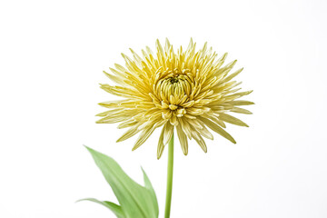 Wall Mural - Yellow Chrysanthemum Flower with Green Stem and Leaves on White Background