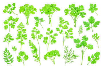 Wall Mural - Fresh Green Parsley Sprigs Isolated on White Background