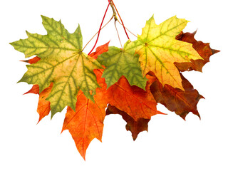 Wall Mural - colorful maple leaves isolated