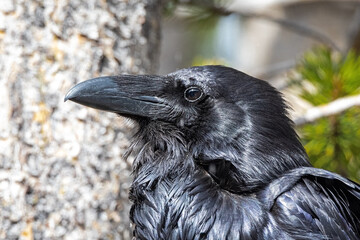 close-up portrait of a black raven in the wild wyoming, usa