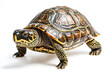 © Rysak - Close-up of a turtle with a white background