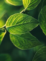 Close up view of healthy green plant leaves with sunlight shining through