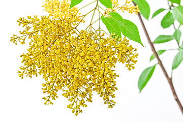 Sticker - Yellow Flowers with Green Leaves on a White Background