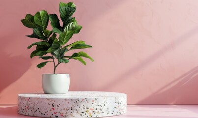 Modern terrazzo podium with fiddle leaf fig tree on pink backdrop,3D Rendering Mock up