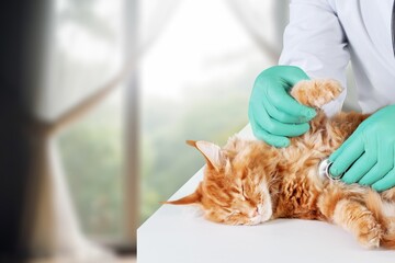 Wall Mural - Veterinarian examining cat pet in clinic