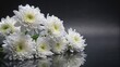 © BrilliantPixels - White Chrysanthemums on Black Background, Close-up, Reflection, Flower Photography, white, flowers, black background