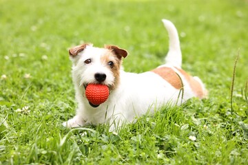 Wall Mural - Cute dog playing with toy outdoors. Active pet