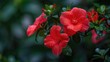 © Giovanni - A red blossom is growing in the garden