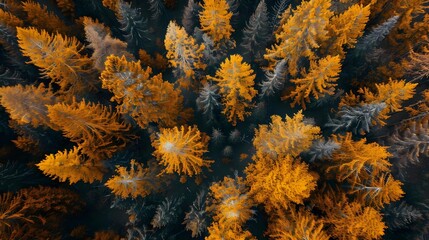 Wall Mural - Scenic view of yellow larch trees in a beautiful autumn forest