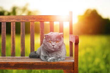 Canvas Print - beautiful cute domestic cat walking