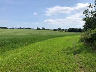 a crop of canary grass and a conservation field margin in a field in june