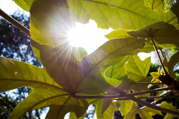 Fotografía de un rayo de sol pasando por entre la vegetación de una jungla