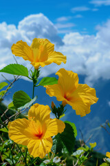 Wall Mural - Close-up of a beautiful yellow hibiscus flower against a landscape of sea and mountains