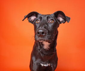 Wall Mural - cute dog on an isolated background in a studio shot