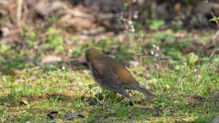 Wall Mural - pale thrush in a field