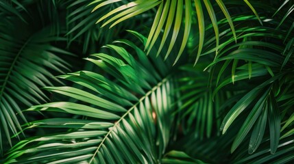 Wall Mural - tropical palm leaf background for travel writing with empty space
