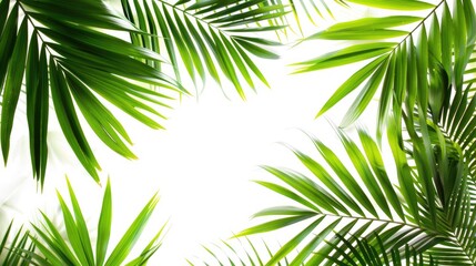 Wall Mural - tropical palm leaf background for travel writing with empty space