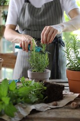 Wall Mural - Woman pruning rosemary with secateurs at table among other potted herbs, closeup