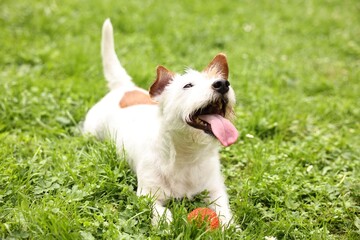 Wall Mural - Cute dog playing with toy outdoors. Active pet