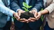 © Palung - Plants, sustainability and the earth in the hands of business people for teamwork, support or environment Collaborating, growing, and investing in people and the soil for the future.