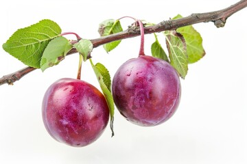 Wall Mural - Mystic photo of Shiro Plum on the vine, isolated on white background