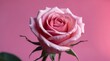 © sonderstock - Closeup of a single pink rose with multiple layers of petals against a pink background.