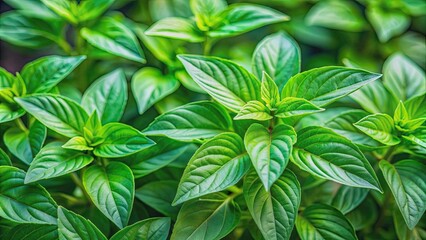 Fresh green leaves of Thai lemon basil on a background, Thai, lemon basil, hoary basil, tropical herb, plant, isolated, green