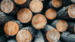 © Artinun - Innovative wood products company integrates transparency and sustainability in their responsible forest management. Responsible logging and ethical sourcing in forest management