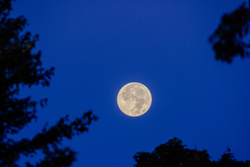 Full moon over trees